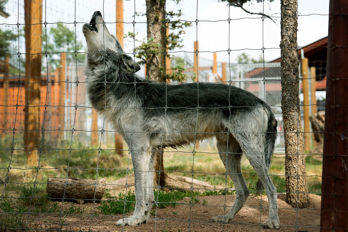 An older wolf, one of 20 wolves at the Colorado Wolf and Wildlife Center, howls in response to students and others participating in a group howl on June 27 in Divide. Photo by Jamie Cotten / Colorado College